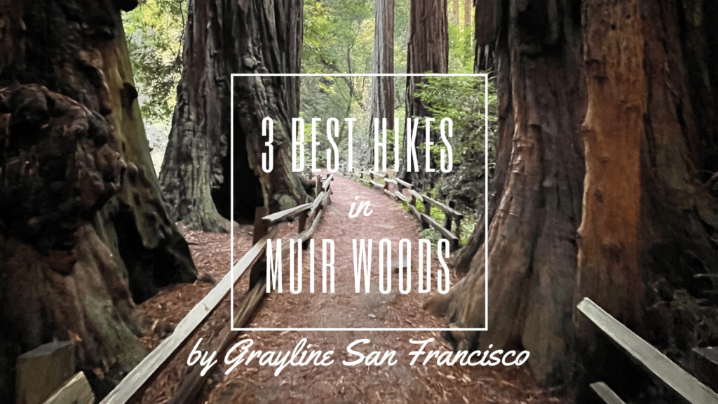 Red wood trees in muir woods with a title text overlayed "3 best hikes in muir woods by graline san francisco"