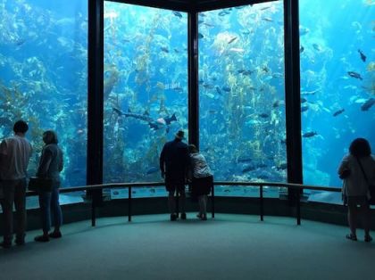 Aquarium of the Bay – A Great Day for All