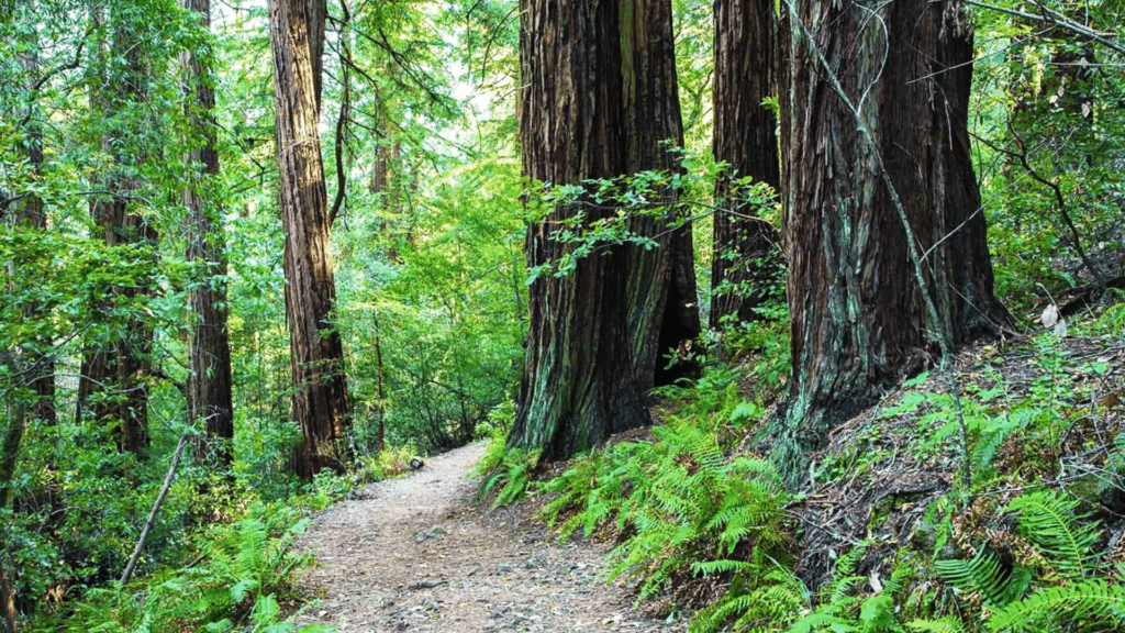 Wooded trail in Muir Woods National Monument