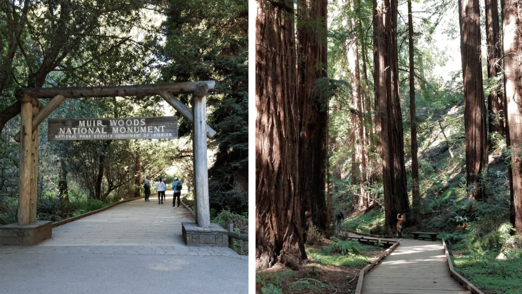 two images of the redwood forest from the position of someone walking on the trail