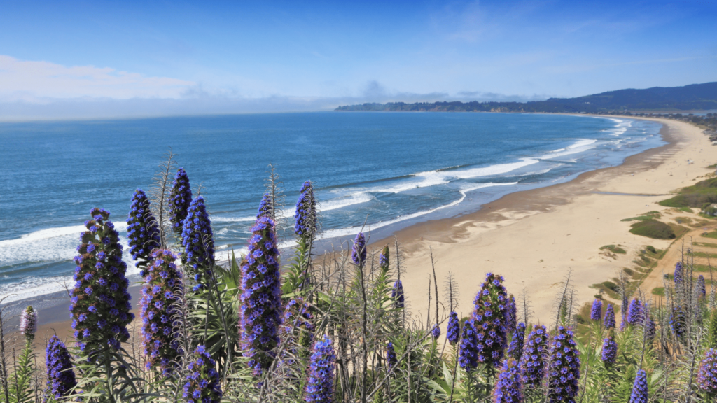 a view from muir woods of the ocean and violet plants