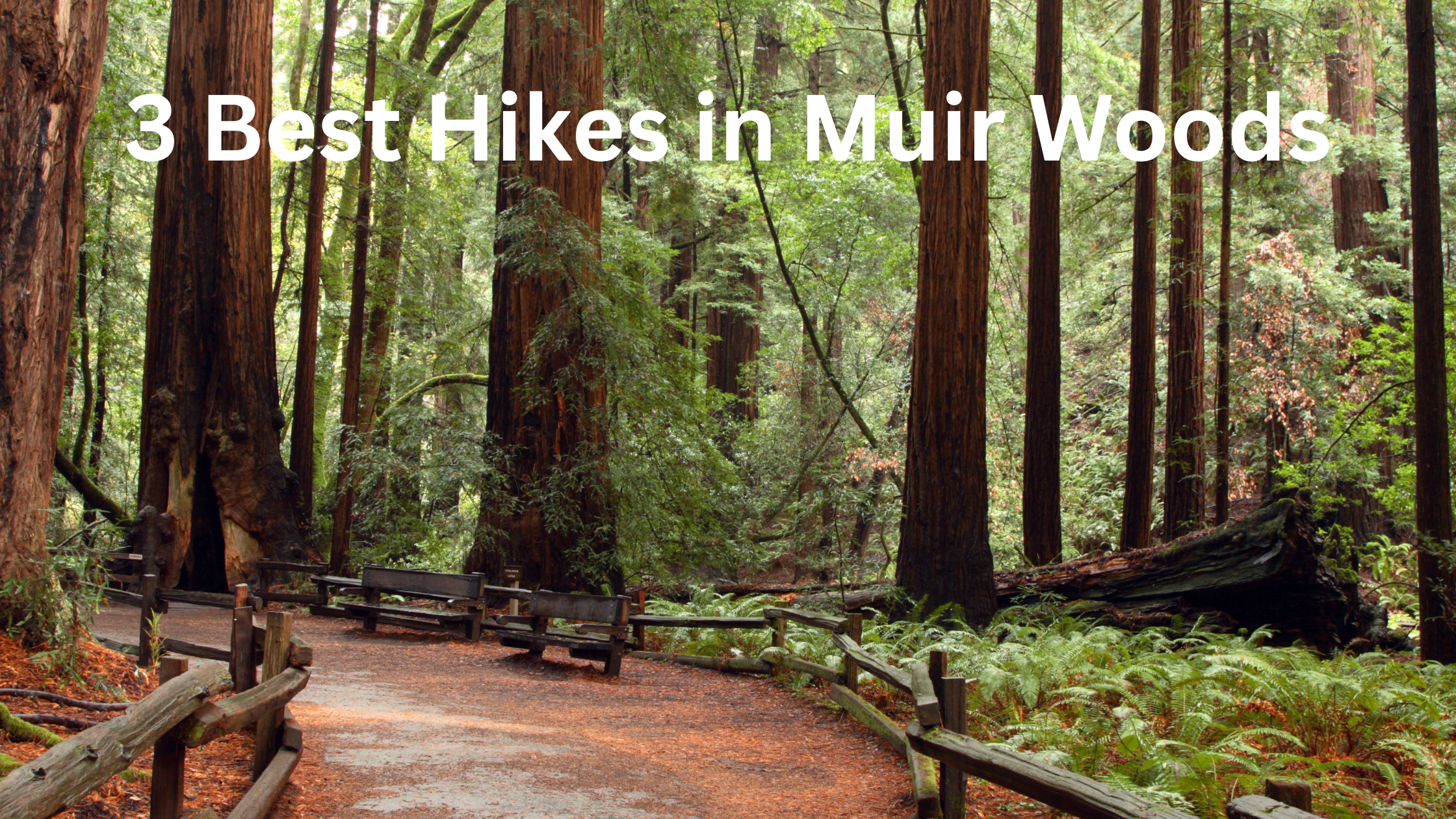 Best Hikes in Muir Woods for All Levels on a Muir Woods Tour