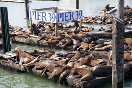 PIER 39