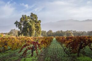 Autumn: The Best Time to Visit Napa Valley