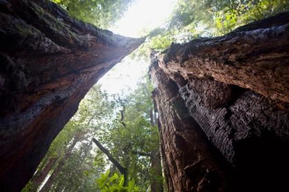 Magical Muir Woods