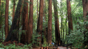 Why You Should Explore Muir Woods Redwood Forest