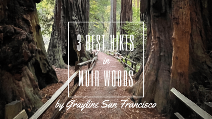 Best Hikes in Muir Woods for All Levels on a Muir Woods Tour