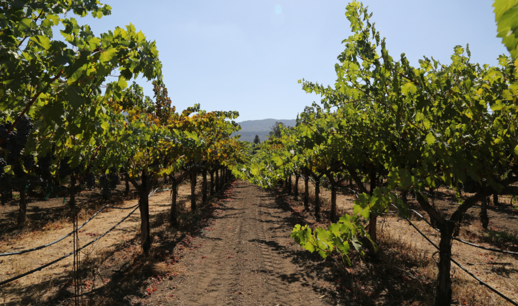 a green napa vineyard