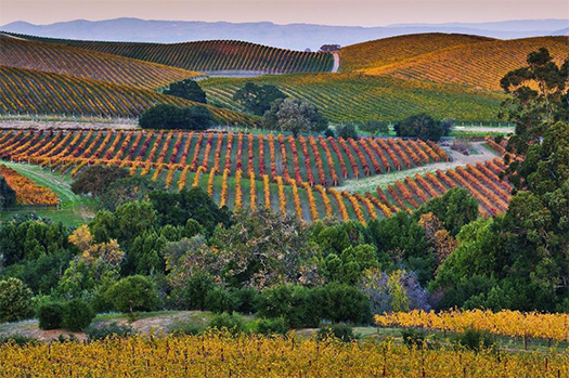 golden sunset overlooking a napa vineyard during wine harvest