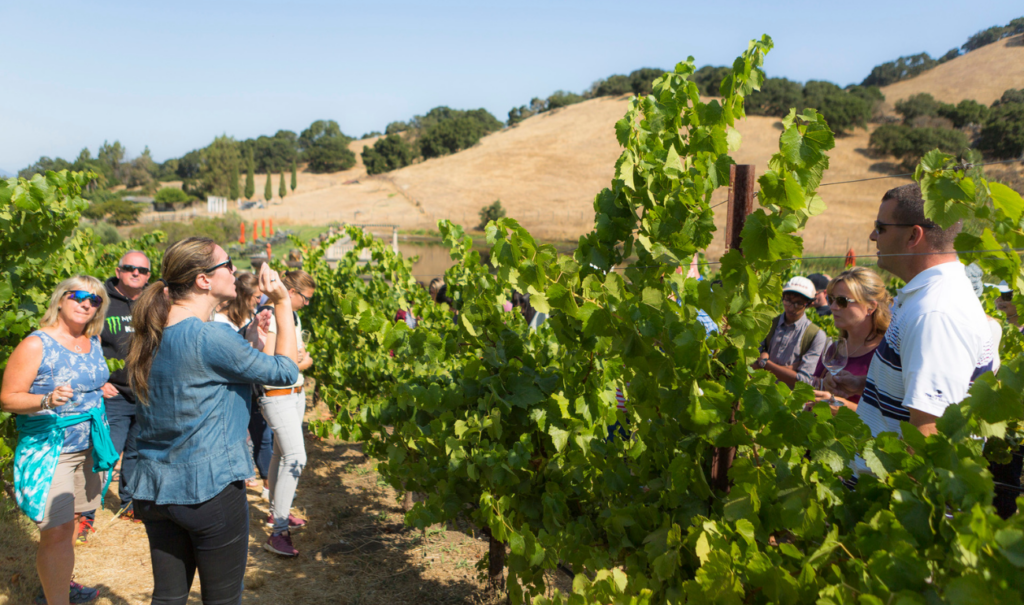 a woman drinking wine while on a napa vineyard tour from sf