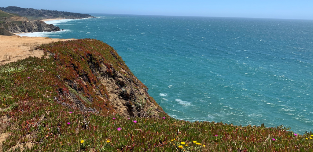 a view of Half Moon Bay south of the Golden Gate Bridge on the way to Santa Cruz. There are lots of wildflowers and beneath the bluff is the ocean