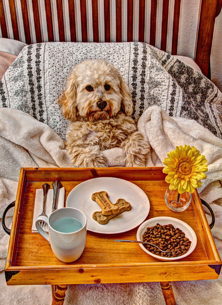 dog in bed with their breakfast in their lap made up of a dog bone and kibble