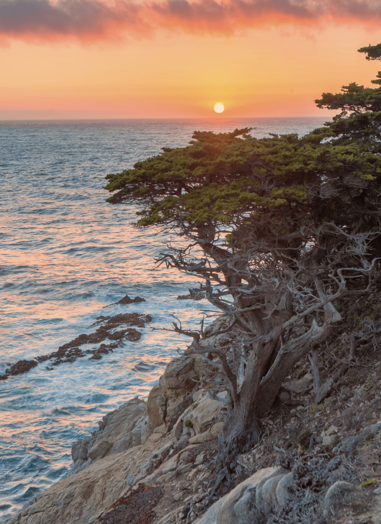 sunset view of the trees along the beach shoreline in monterey