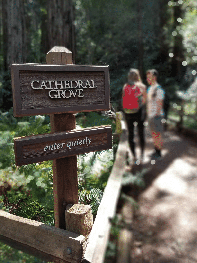 sign of cathedral grove trail in muir woods