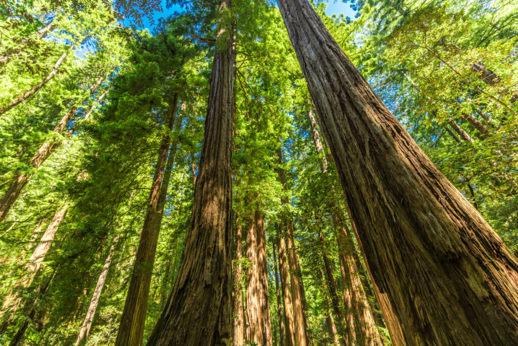 looking up at redwoods with green leaves in muir woods