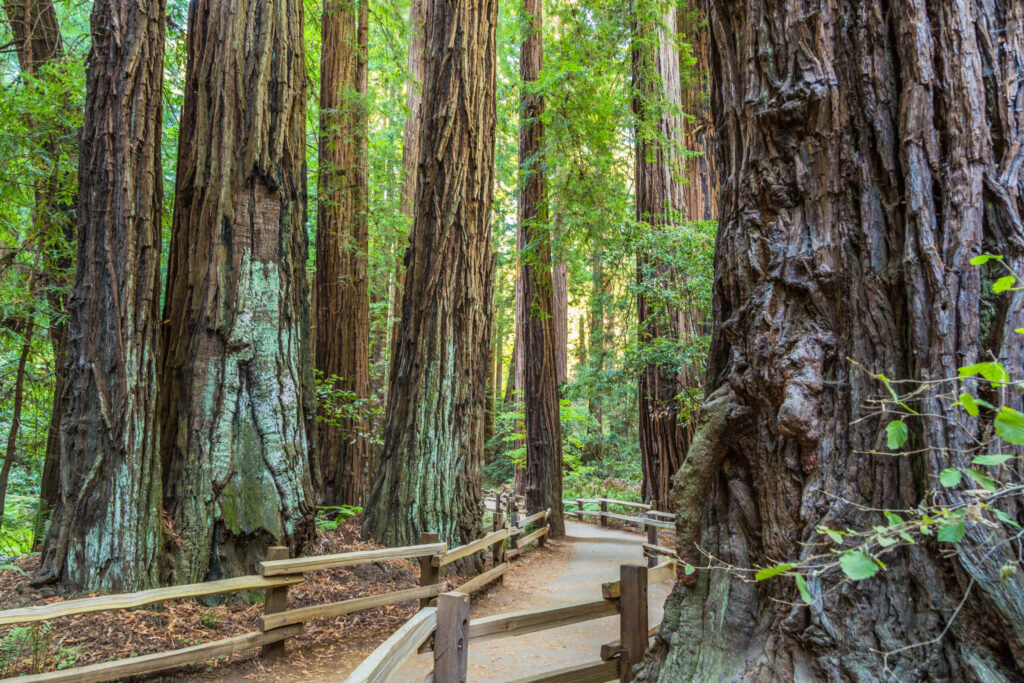 trees in muir woods