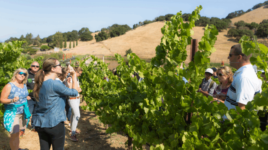 people standing in a vineyard on a wine tour in napa valley