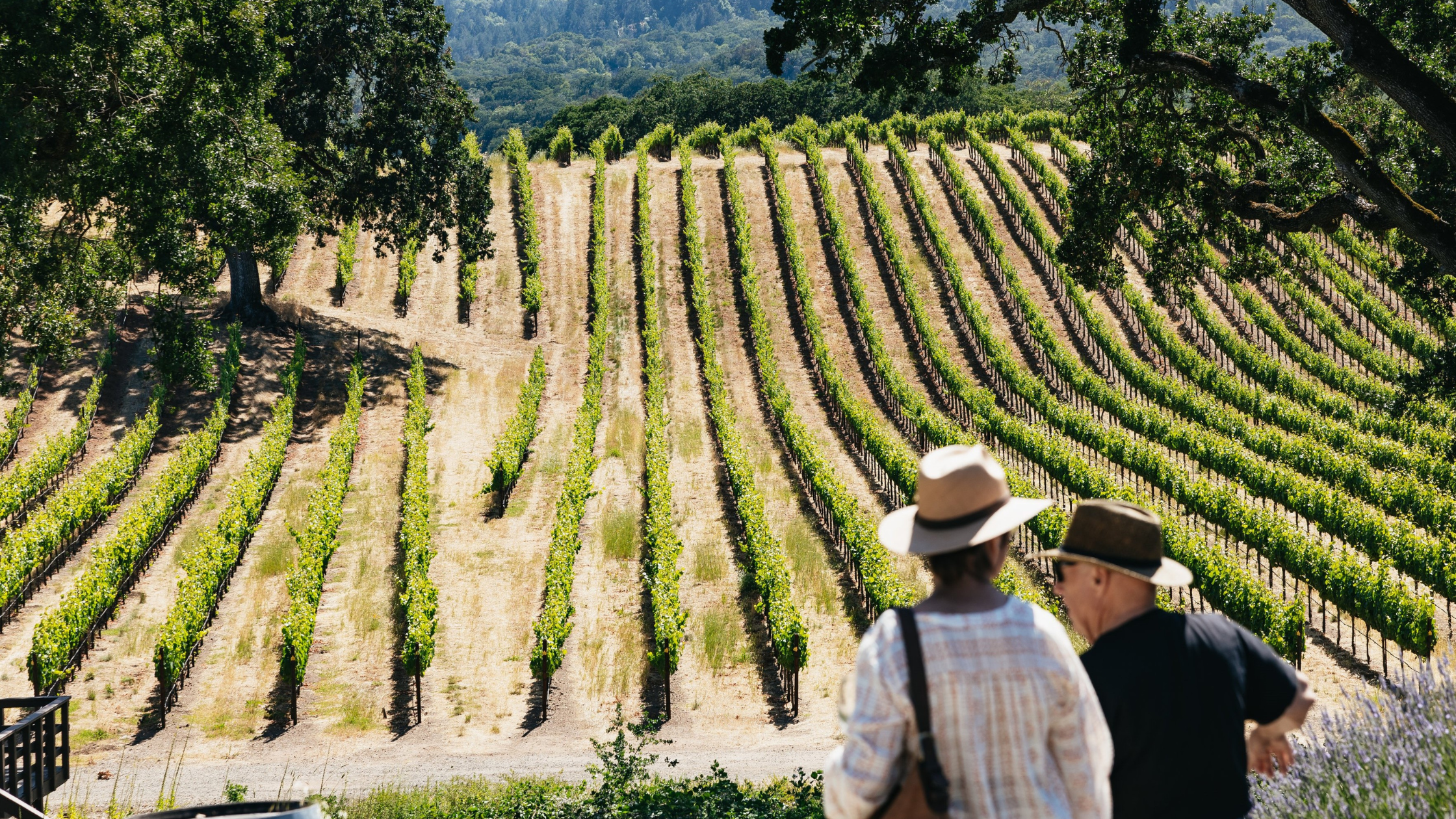Why Take a Wine Tour in Napa?
