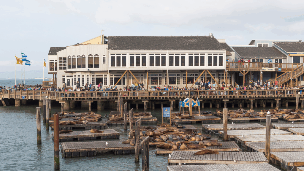 seals lounging at fisherman's wharf