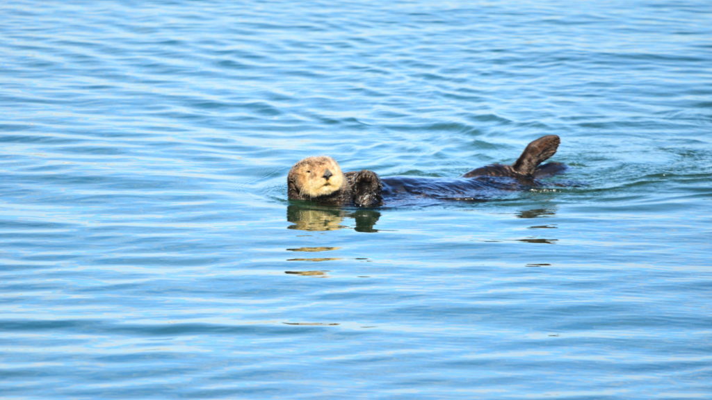 sea otter off the coast os moss landing or monterey area along the pch